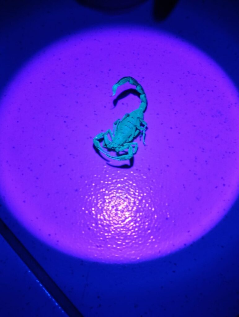 Dois acidentes com escorpião são registrados em menos de 15 dias