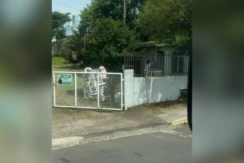 Enxame de abelhas em Lages deixa duas pessoas feridas durante resgate na Serra Catarinense