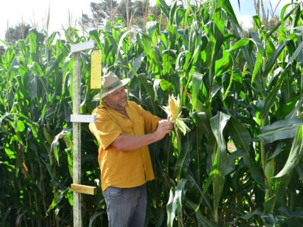 Monitora Milho SC indica infestação controlada de cigarrinhas-do-milho