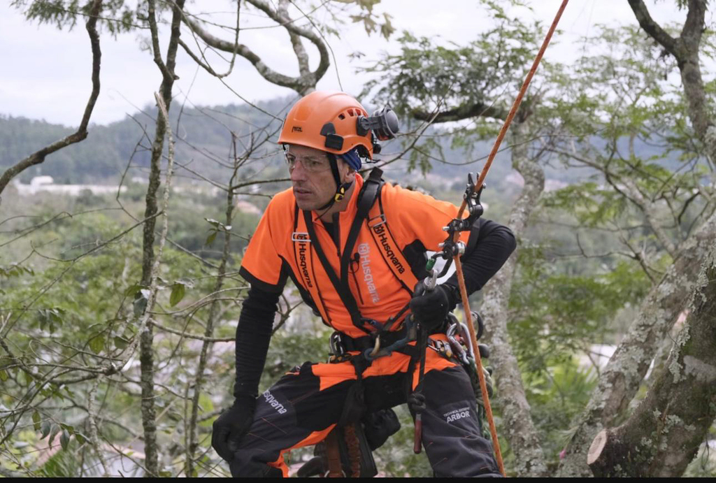 Árvores e cidades: o equilíbrio entre segurança e preservação