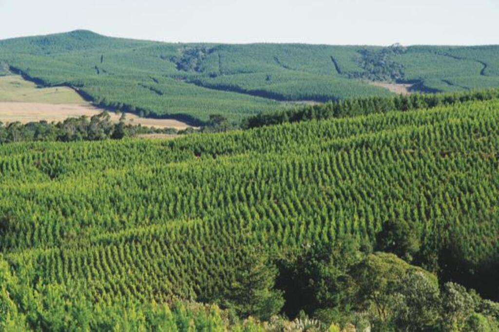 Irani expõe dois projetos ambientais na COP30 em Belém do Pará