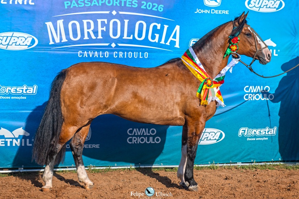 Égua de Uruguaiana é Melhor Exemplar da Raça em Sant'Ana do Livramento