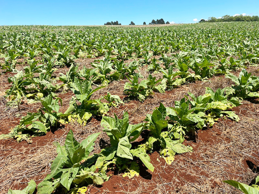 Chuva de granizo causa danos em residências e lavouras na Comunidade dos Pocinhos
