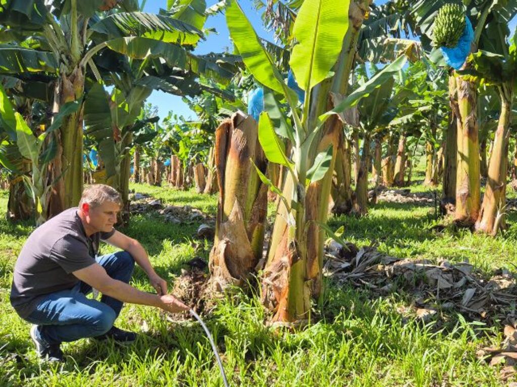 IRRIGAÇÃO EFICIENTE AUMENTA PRODUTIVIDADE E PROTEGE BANANICULTURA CONTRA EVENTOS CLIMÁTICOS EXTREMOS NO SUL DO BRASIL