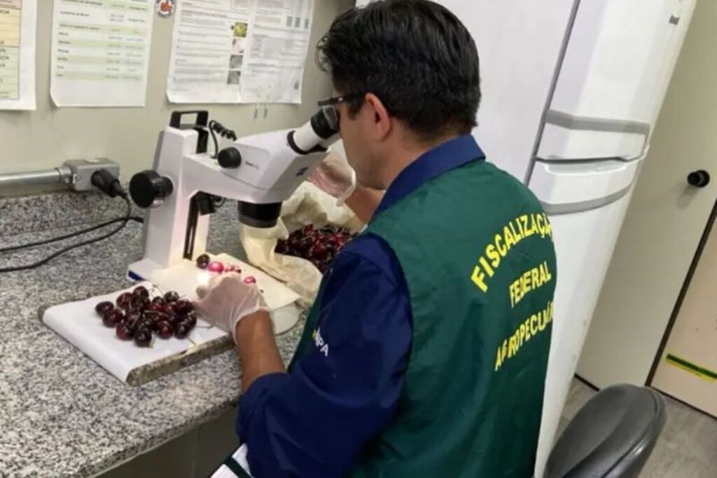 Praga quarentenária ameaça cerejas chilenas: mais de uma tonelada destruída para proteger a agricultura brasileira