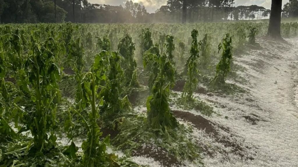 Levantamento da Secretaria de Desenvolvimento Rural estima perdas com o granizo em 25 propriedades rurais