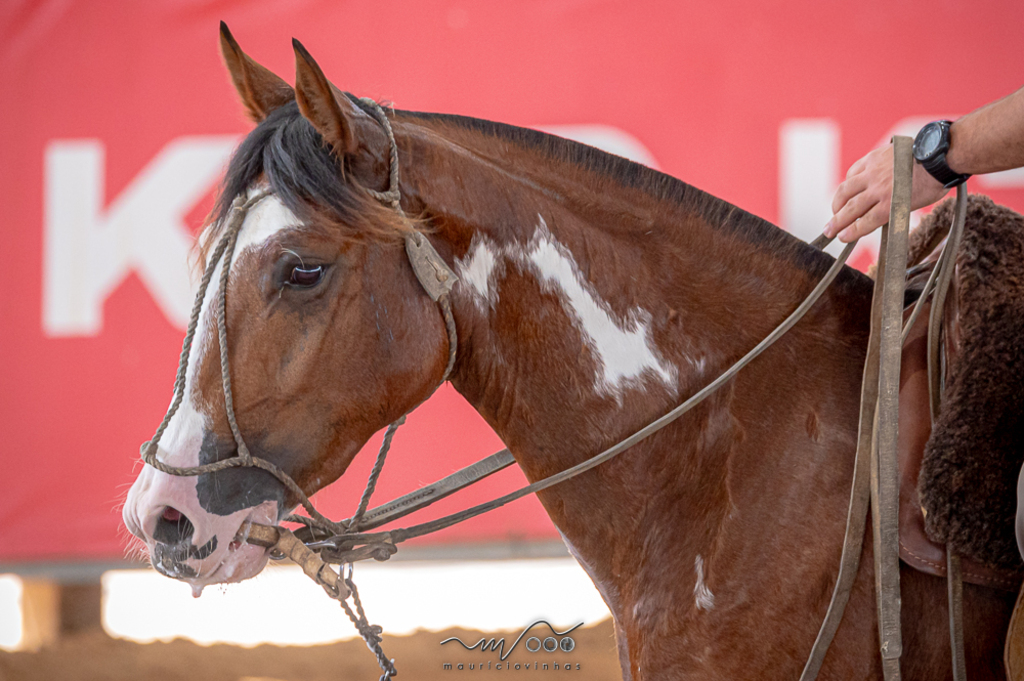 Semana do Cavalo reúne mais de 250 conjuntos em Esteio