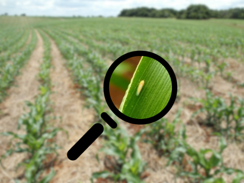 Presença da cigarrinha-do-milho nas lavouras catarinenses permanece estável