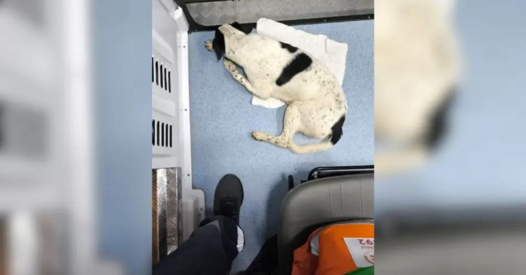 Cena inusitada: cachorro tira cochilo dentro de ambulância do Samu durante atendimento em Presidente Getúlio