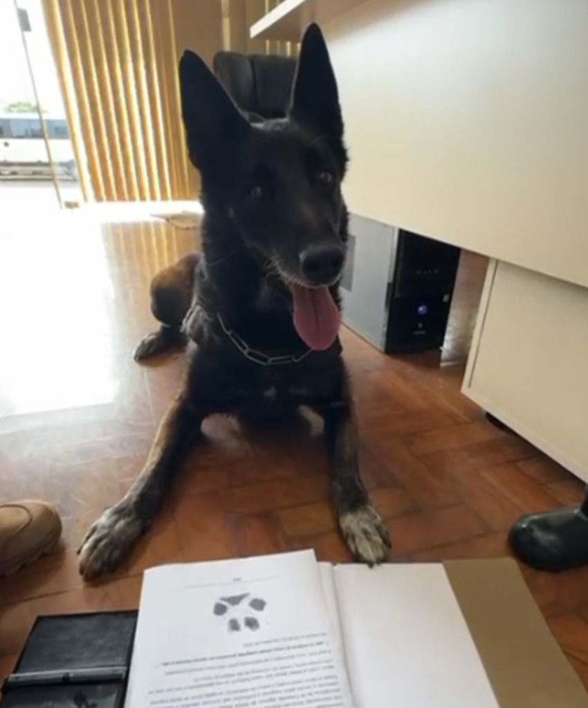Após 11 anos de serviços prestados à PM, cão de faro Colt é aposentado