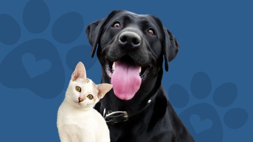 Canoinhas terá feira de adoção, bênção dos pets e ações educativas no Dezembro Verde