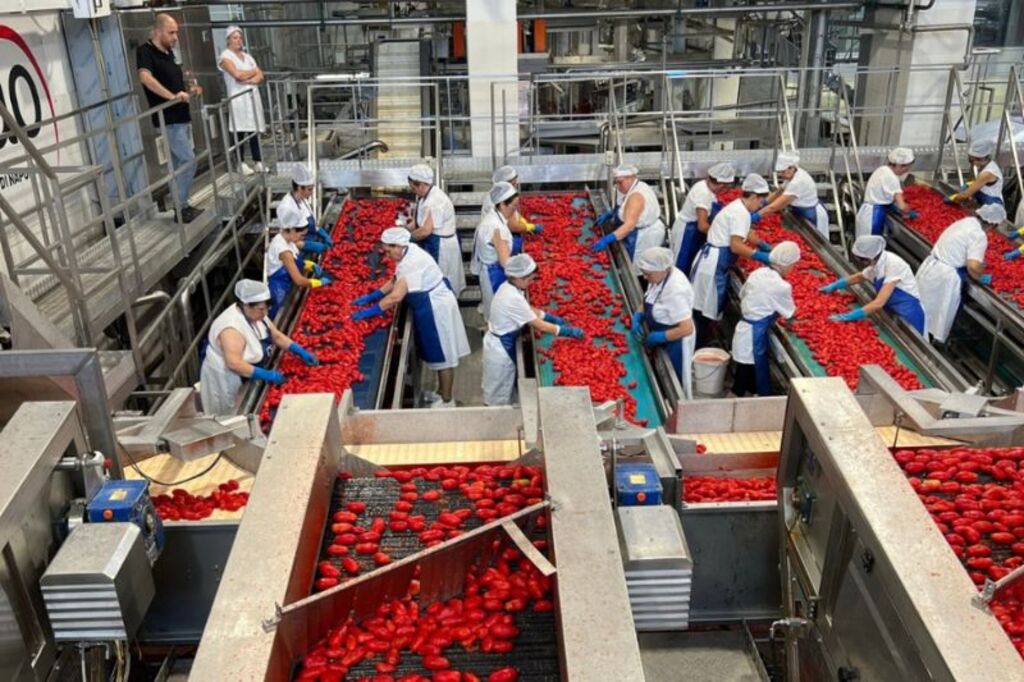 Câmara Italiana de Comércio e Indústria de SC apresenta o projeto Meu Tomatì nesta segunda (8) em Florianópolis