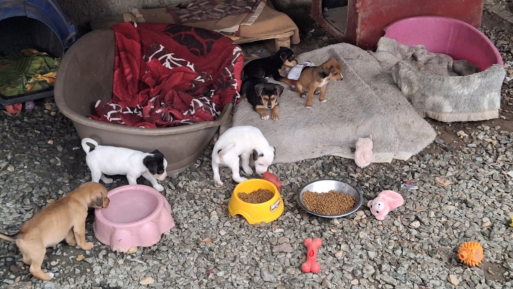 Dezembro Verde: MPSC atua na responsabilização de quem abandona animais