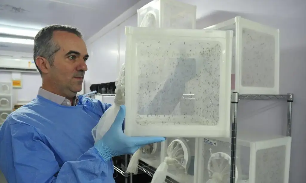 Brasileiro criador do 