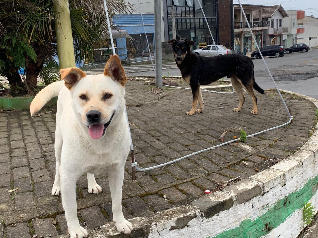 Prefeito Fabiano sanciona lei que institui o Plano Municipal de Proteção e Bem-Estar Animal em Otacílio Costa