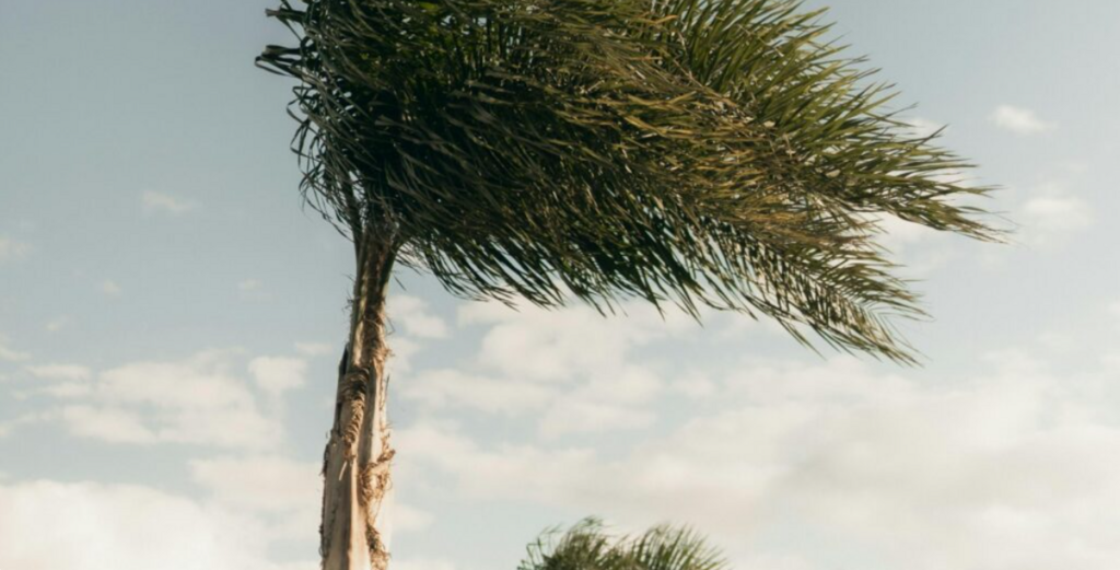 Ventos fortes atingem Joinville e provocam quedas de árvores e interrupções em vias