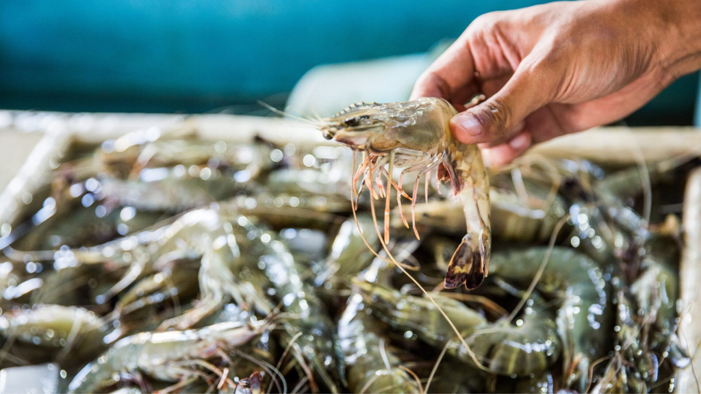 Embarcação camaroneira é autuada por pesca ilegal em Garopaba