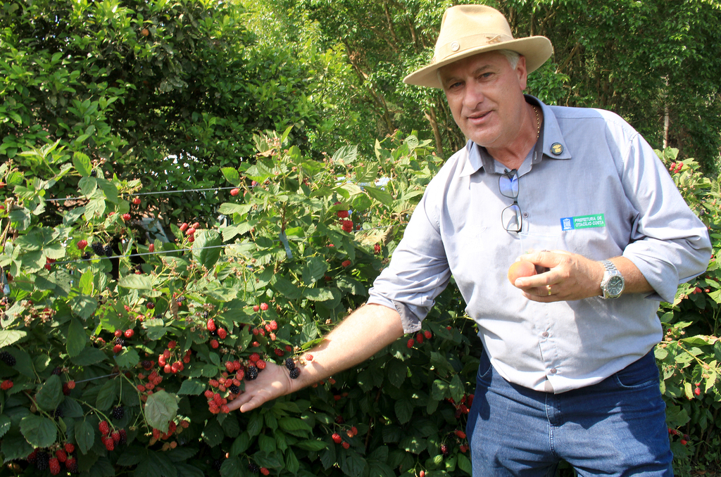 Otacílio Costa quer se tornar referência na produção de frutos vermelhos