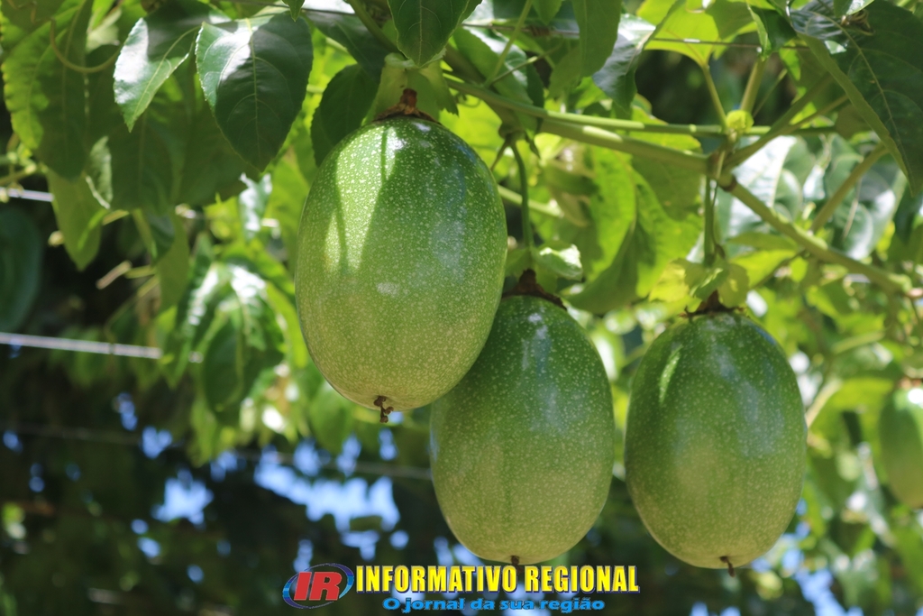 MUNICÍPIO DE SÃO JOÃO DO SUL SEDIA A VIII ABERTURA DA COLHEITA CATARINENSE DO MARACUJÁ