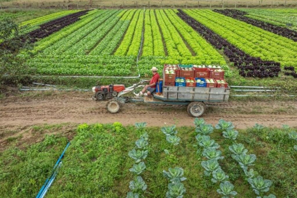 Parceria entre Sicredi e Epagri fortalece apoio ao agronegócio catarinense