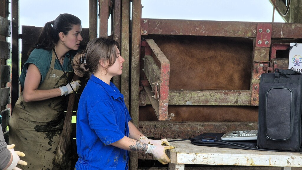 Epagri de Lages avalia fetos de vacas alimentadas com bagaço de maçã