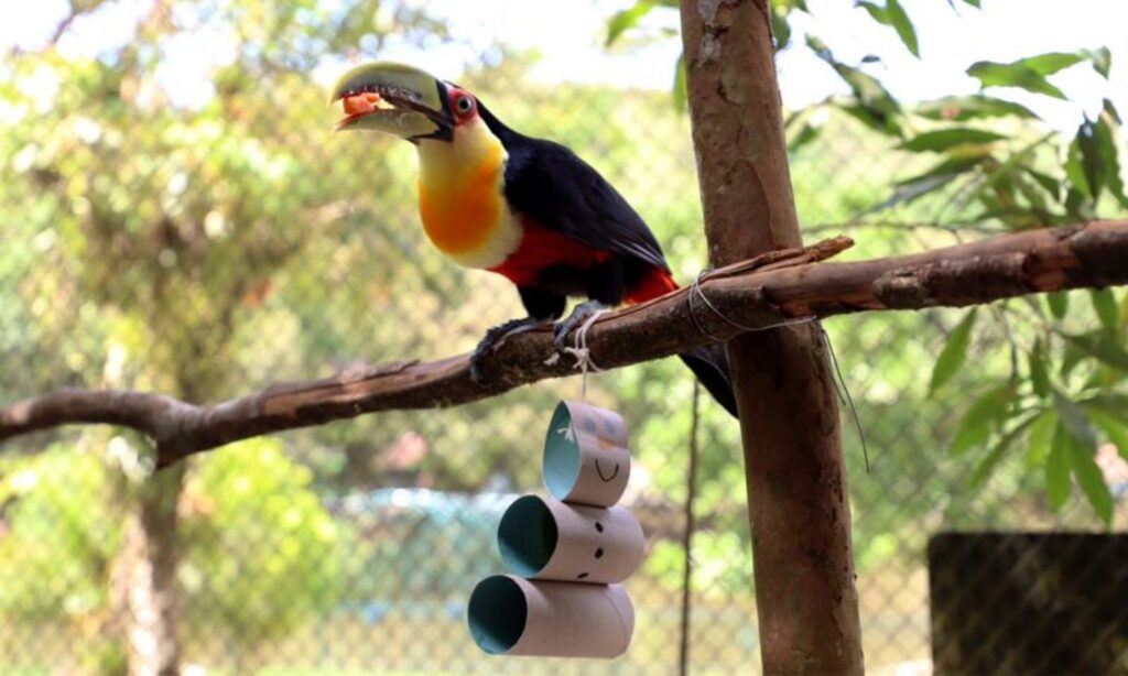 Animais do Zoobotânico de Joinville entram no clima do Natal