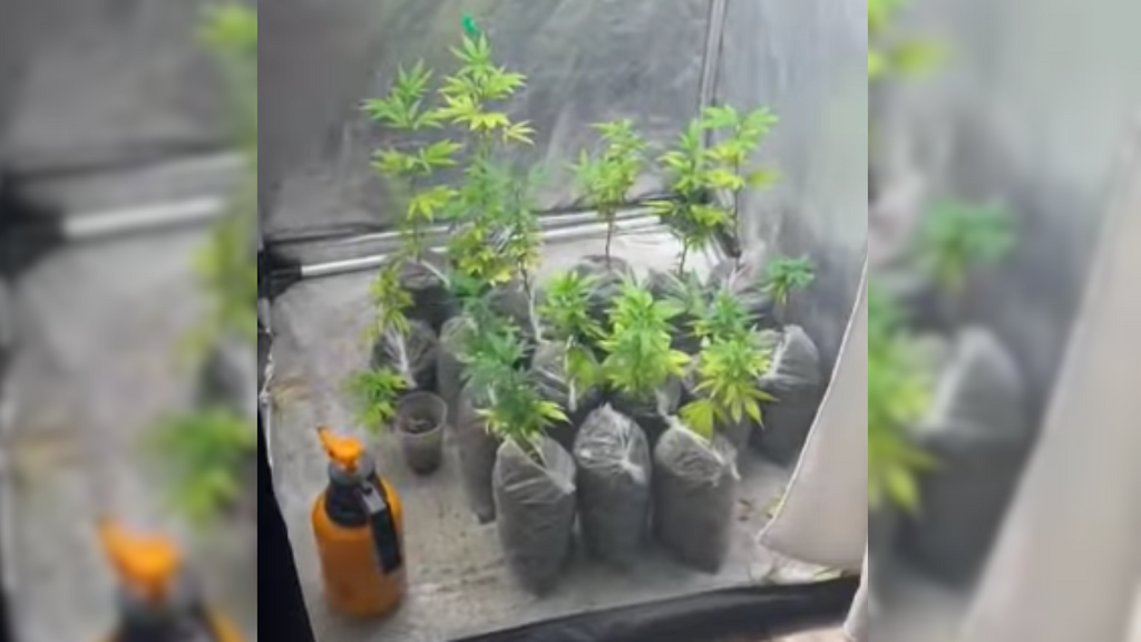 Imagem Reprodução Redes Sociais - Polícia Militar descobre estufa de maconha em kitnet após denúncia anônima