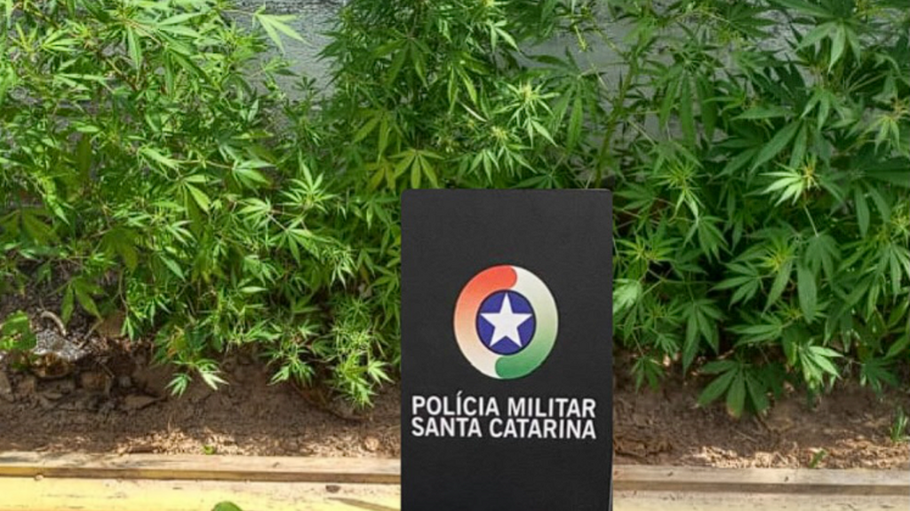 Polícia Militar apreende pés de maconha na área central de Garopaba