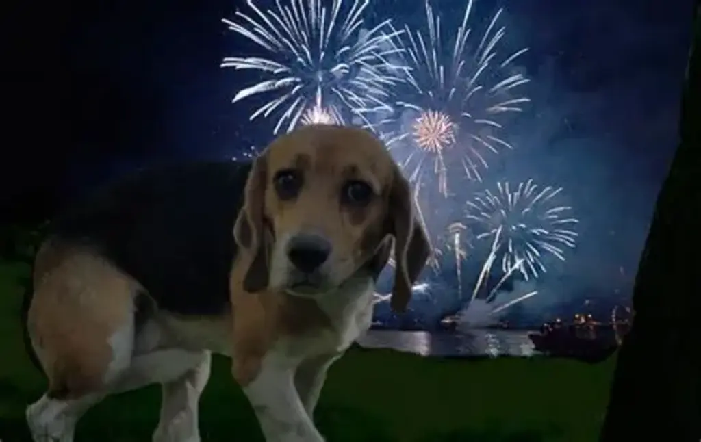 Menos barulho, mais empatia: a defesa dos animais nas celebrações