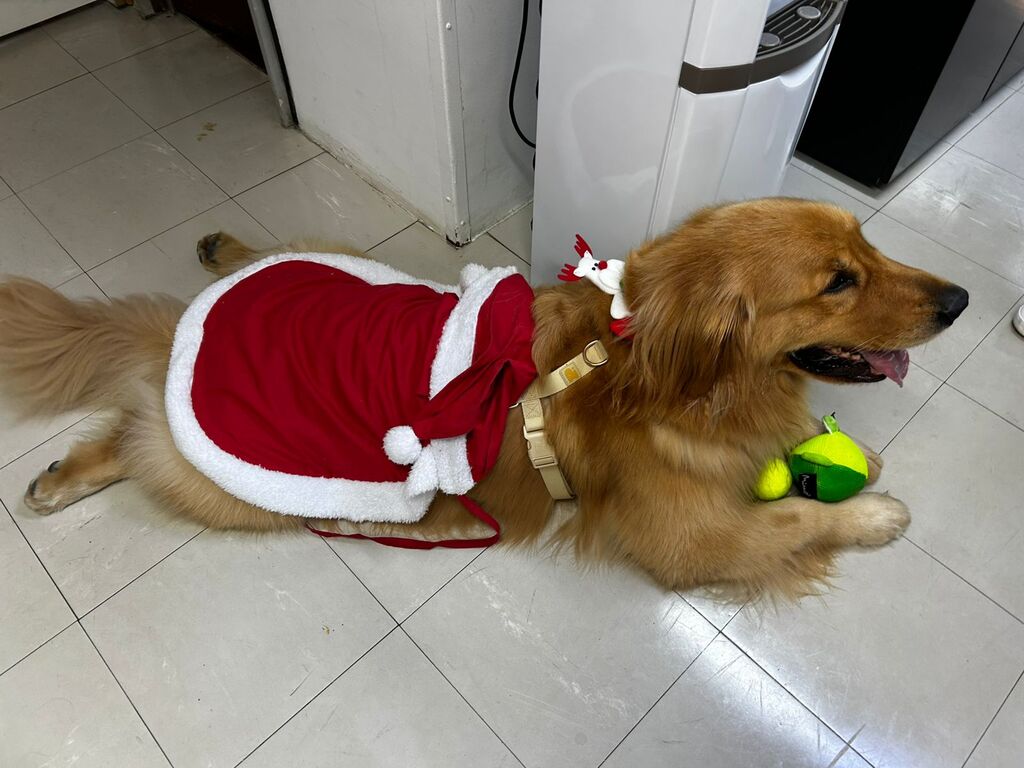 Golden Retriever “Popô” leva acolhimento e bem-estar a pacientes do Hospital Regional de Joinville