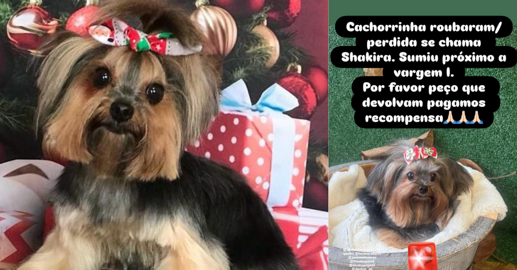 Cachorra da raça Yorkshire está desaparecida em Vargem I - Taió