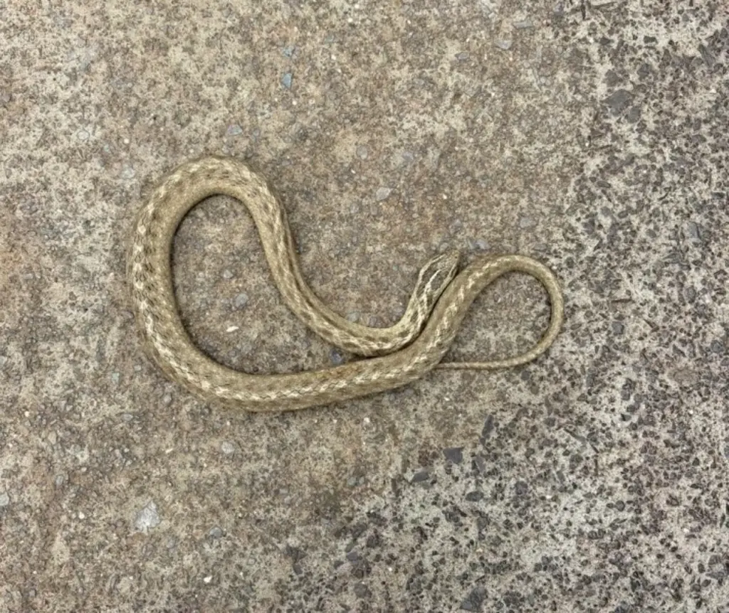 Cobra é capturada por bombeiros no pátio de residência em Joaçaba