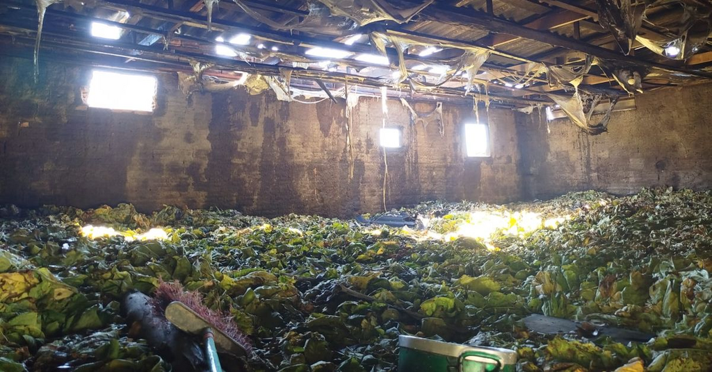 Incêndio de combustão, estufa de fumo e causa prejuízo de R$ 200 mil em Leoberto Leal