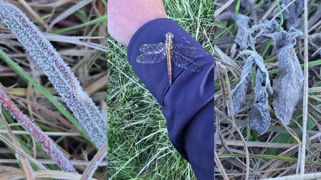 Frio intenso marca início de 2026 na Serra catarinense, com geada e paisagens branquinhas