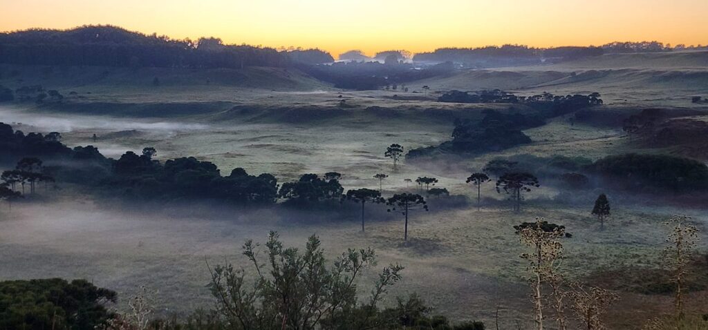 Segunda geada seguida é registrada e chama a atenção de especialistas