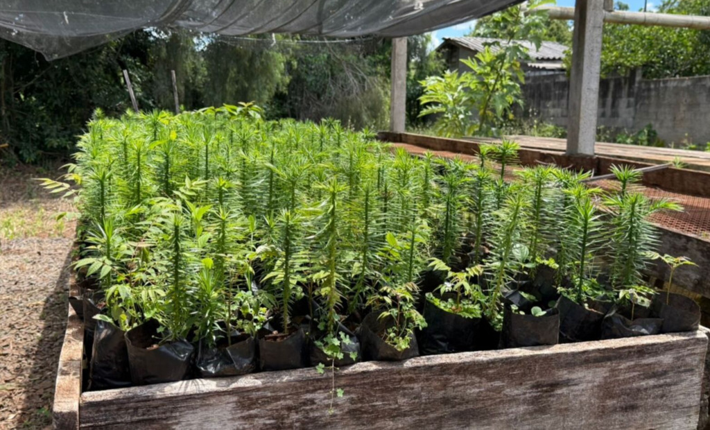 Viveiro Municipal disponibiliza mudas nativas para doação