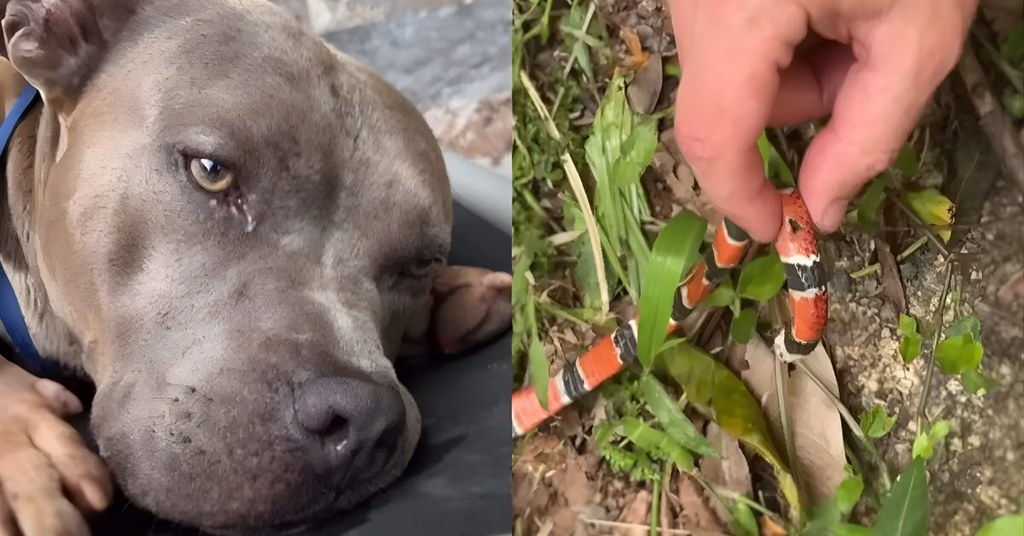 “Nos protegeu” cachorro de influenciadora morre por picada de cobra coral em Florianópolis