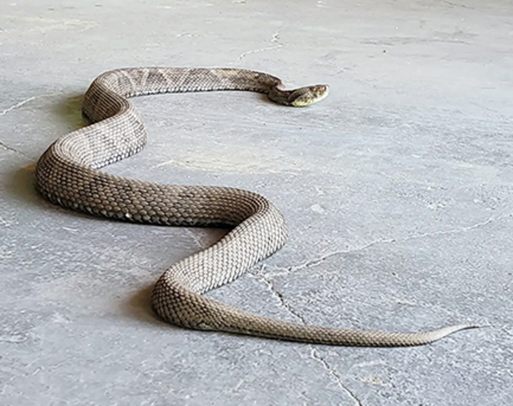 Fique atento aos riscos da estação quente