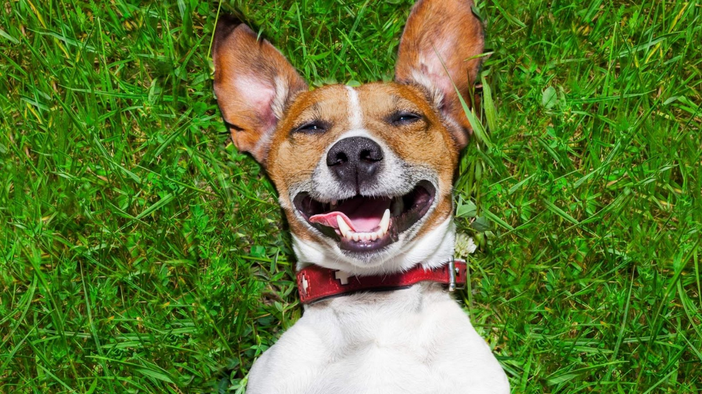 Imbituba amplia cuidados com pets e realiza nova ação gratuita de vacinação e vermifugação