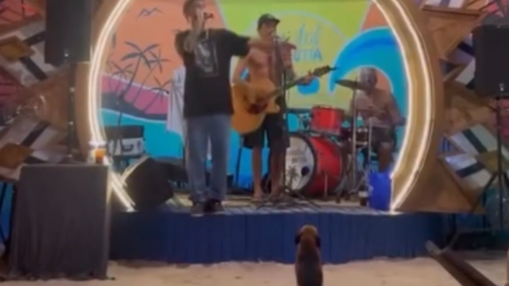 Fã de quatro patas rouba a cena ao curtir show e abanar o rabo na Praia do Rosa