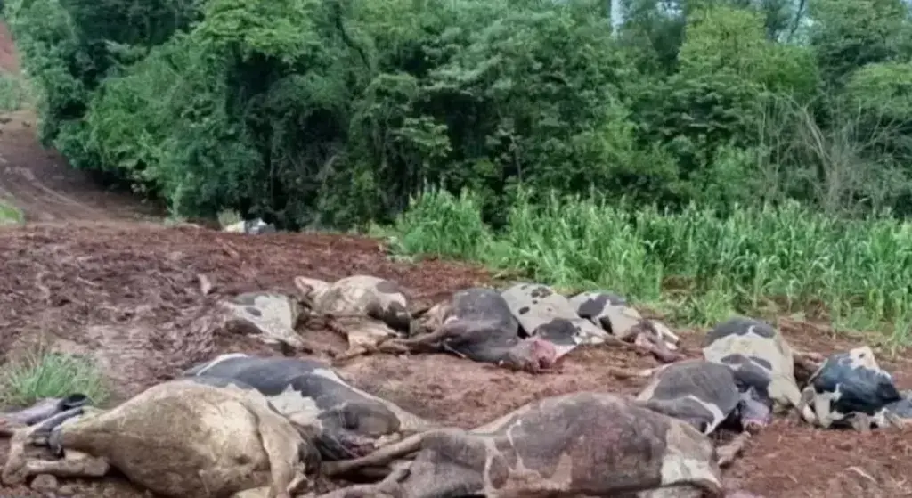 48 vacas morrem de forma misteriosa em propriedade