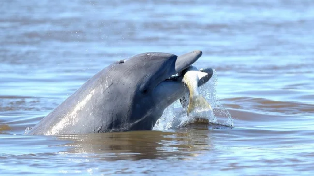 Botos reaparecem no Rio Araranguá e retomam parceria histórica com pescadores