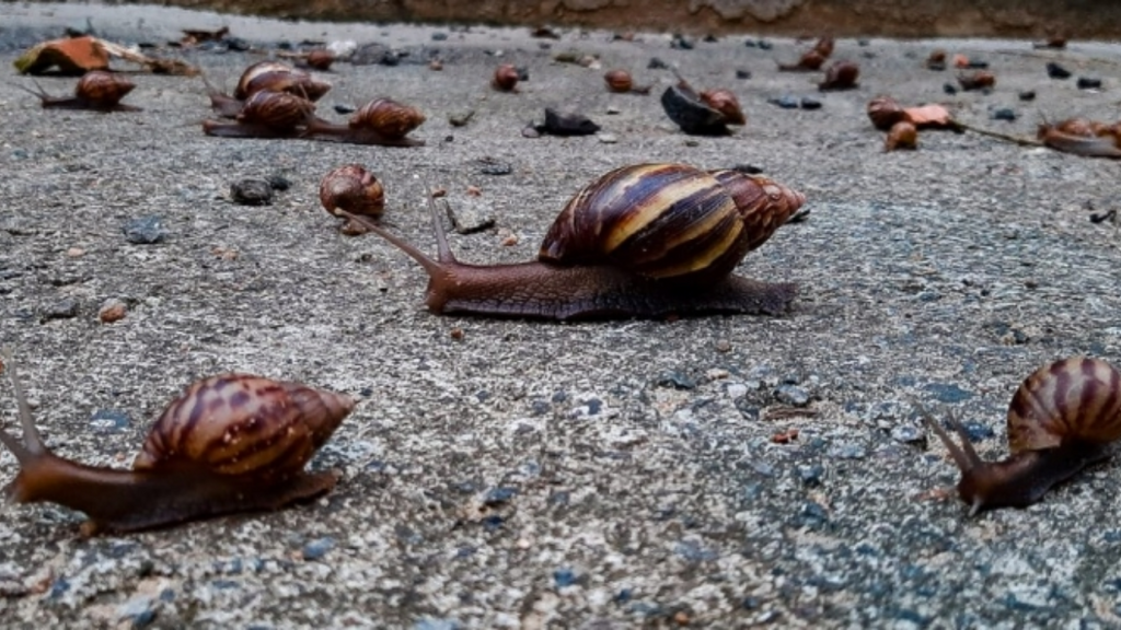 Aparição de molusco invasor preocupa moradores no Centro de Imbituba