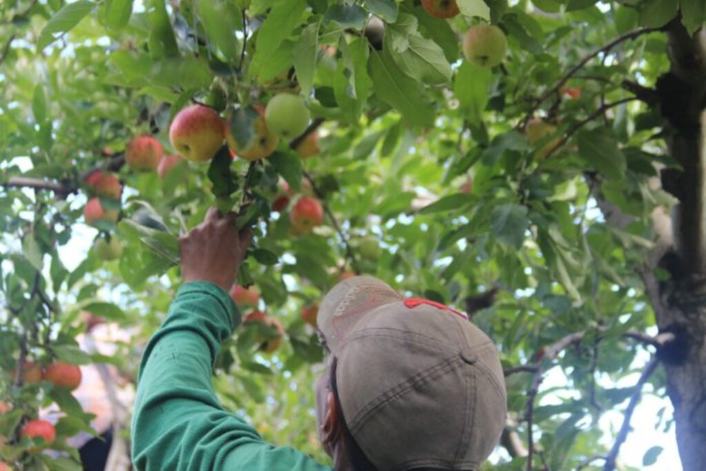 Serra Catarinense impulsiona liderança na geração de empregos do agro em 2025
