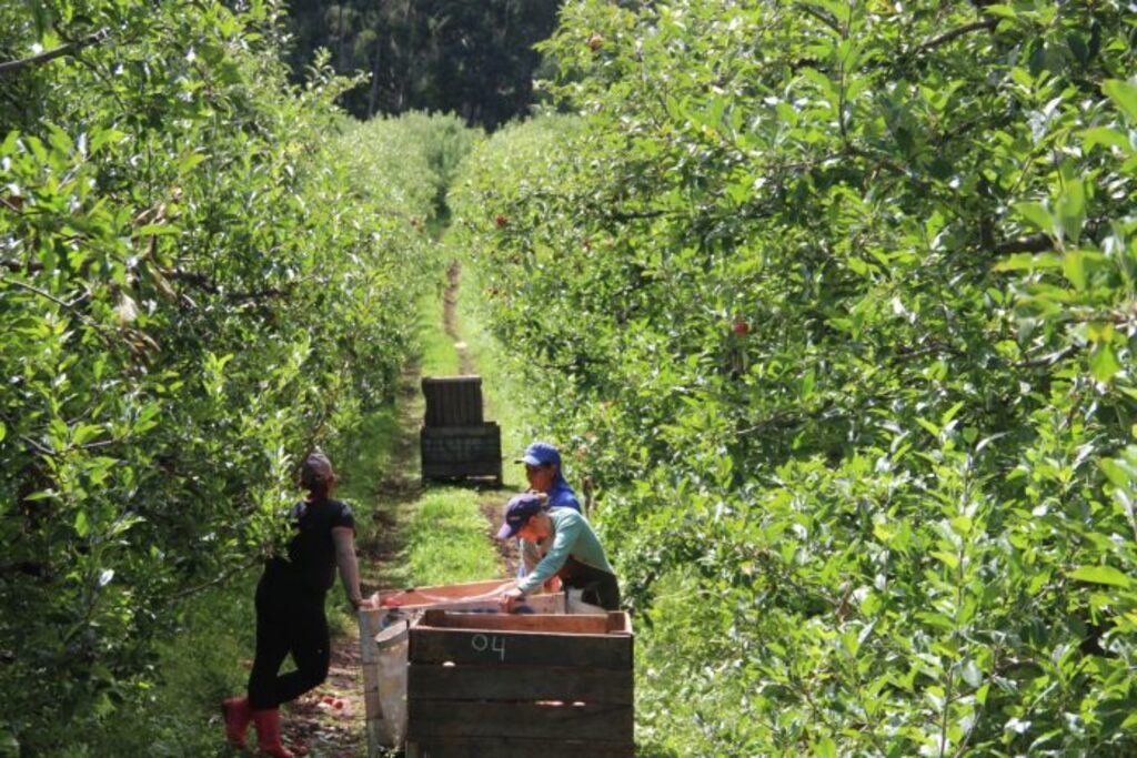 Serra Catarinense impulsiona liderança na geração de empregos do agro em 2025