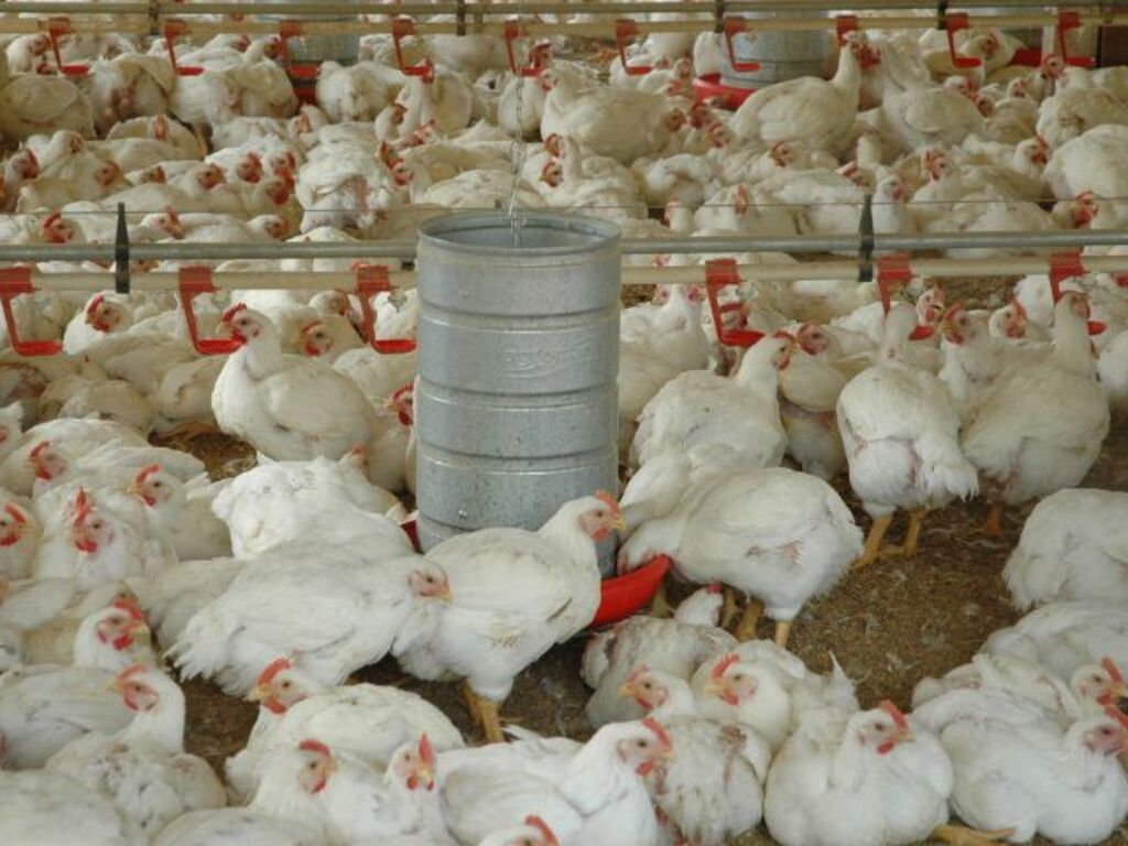 ACORDO UNIÃO EUROPEIA–MERCOSUL ABRE NOVAS FRENTES PARA O AGRO CATARINENSE