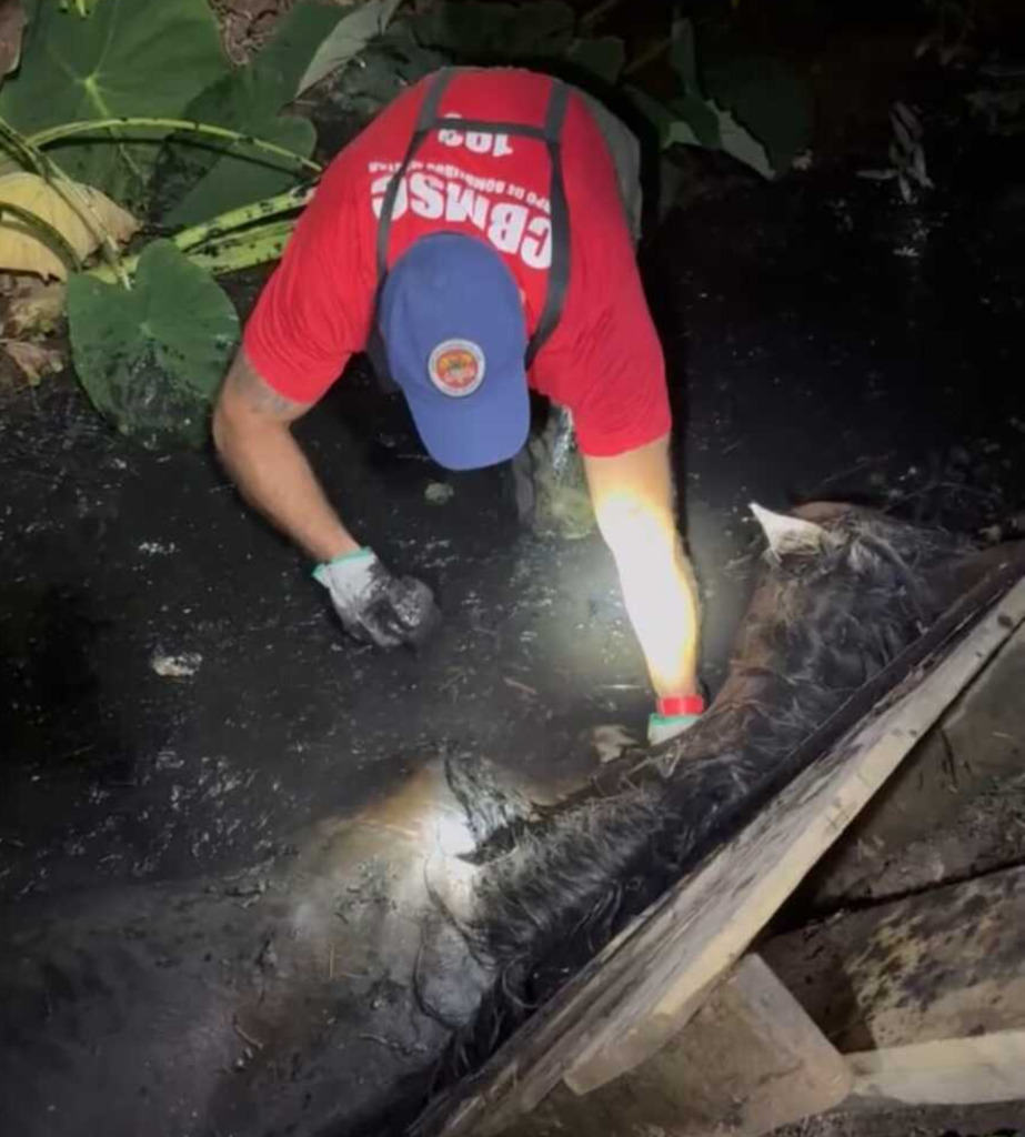 Égua é resgatada de buraco em Lages