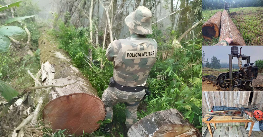 MPSC denuncia grupo por exploração ilegal de madeira em Santa Terezinha