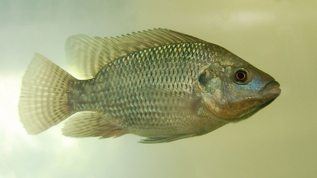 Governo de Canoinhas abre inscrições para compra de alevinos na próxima segunda-feira