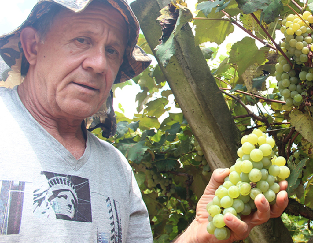 Ano não foi bom para a uva
